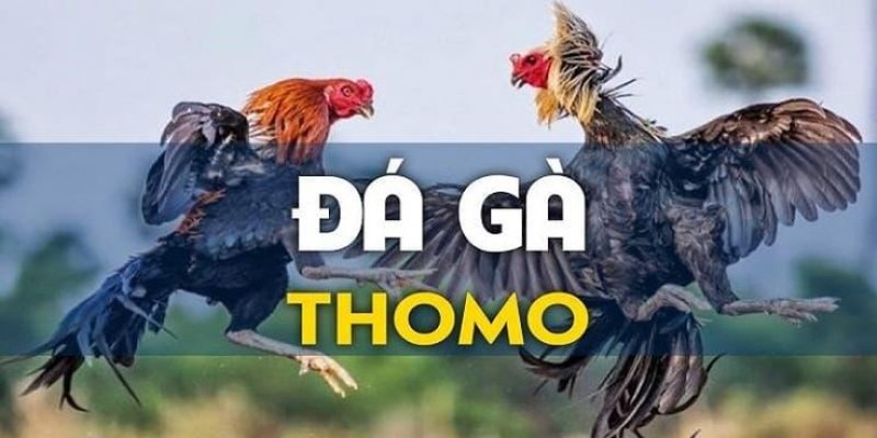 Đôi nét về loại hình đá gà Thomo 